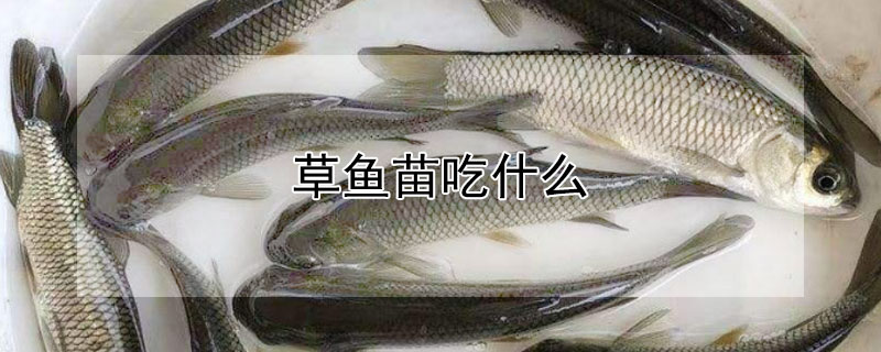 草魚苗吃什么