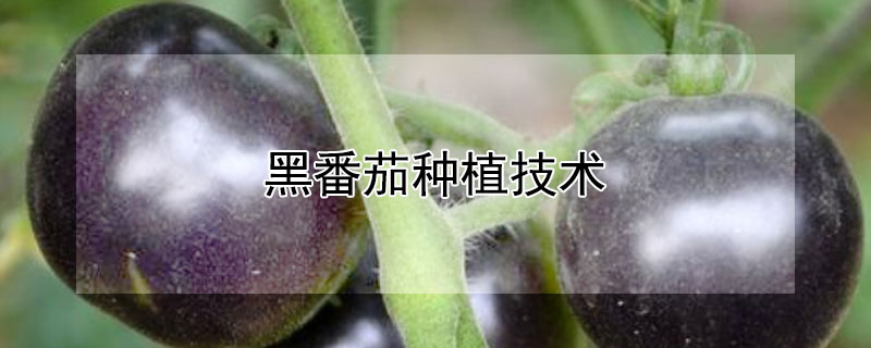 黑番茄種植技術(shù)