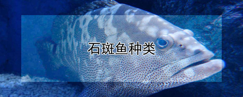 石斑魚種類