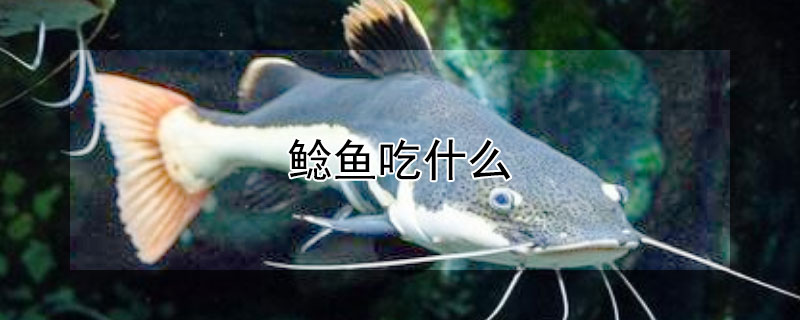 鯰魚吃什么