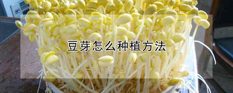 豆芽怎么種植方法