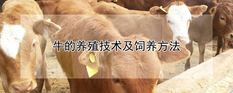 牛的養(yǎng)殖技術(shù)及飼養(yǎng)方法