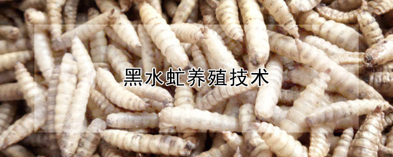 黑水虻養(yǎng)殖技術(shù)