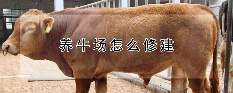 養(yǎng)牛場怎么修建