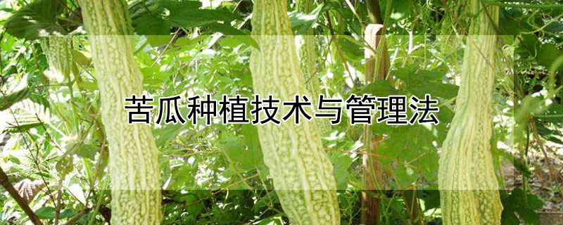 苦瓜種植技術(shù)與管理法