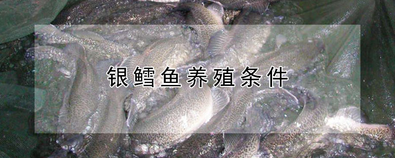 銀鱈魚(yú)養(yǎng)殖條件