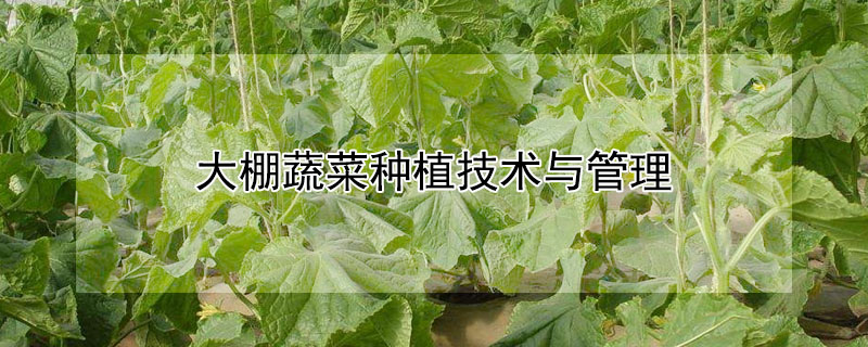 大棚蔬菜種植技術(shù)與管理