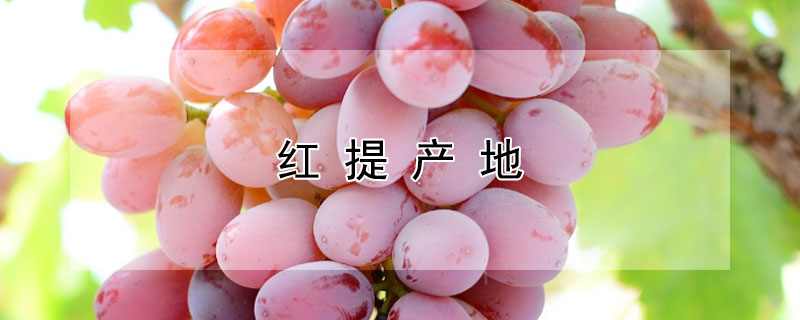 紅提產(chǎn)地