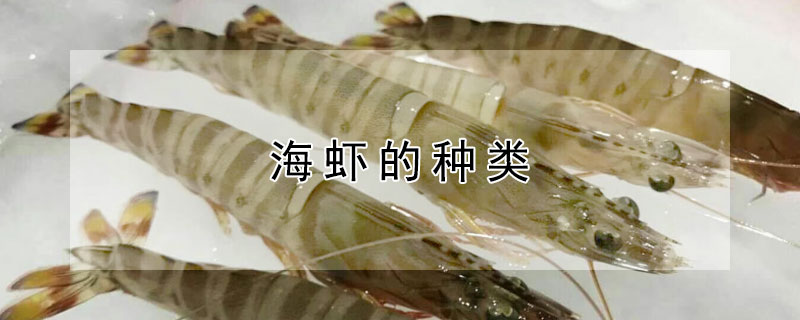 海蝦的種類(lèi)