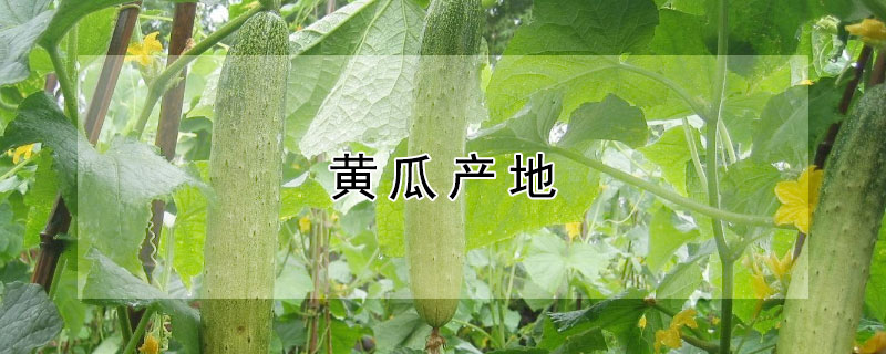 黃瓜產(chǎn)地