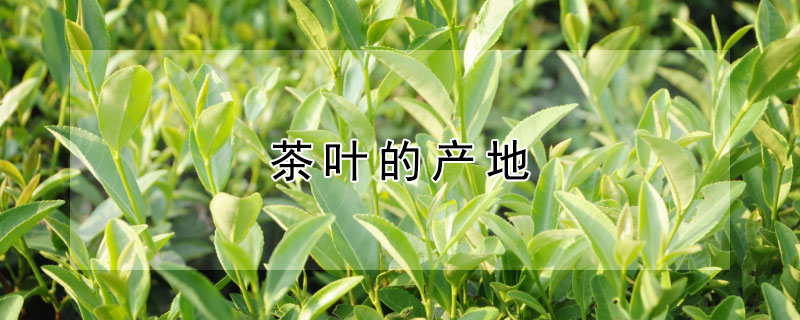 茶葉的產地