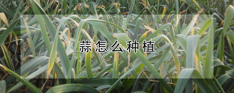 蒜怎么種植