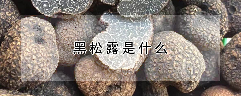 黑松露是什么