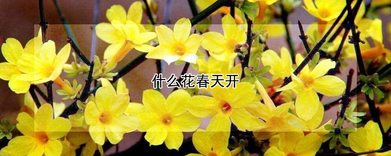 什么花春天開