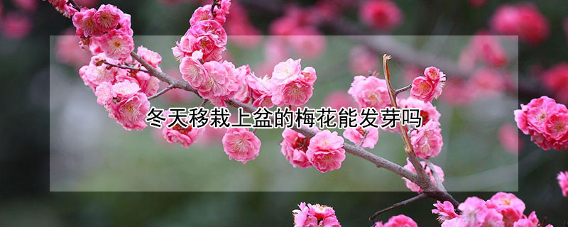 冬天移栽上盆的梅花能發芽嗎