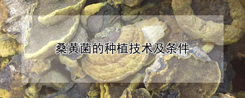 桑黃菌的種植技術(shù)及條件