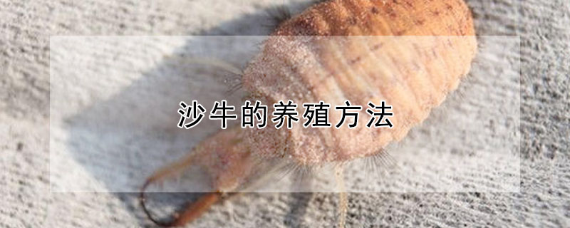 沙牛的養(yǎng)殖方法