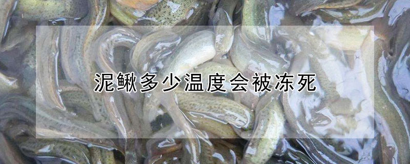 泥鰍多少溫度會(huì)被凍死