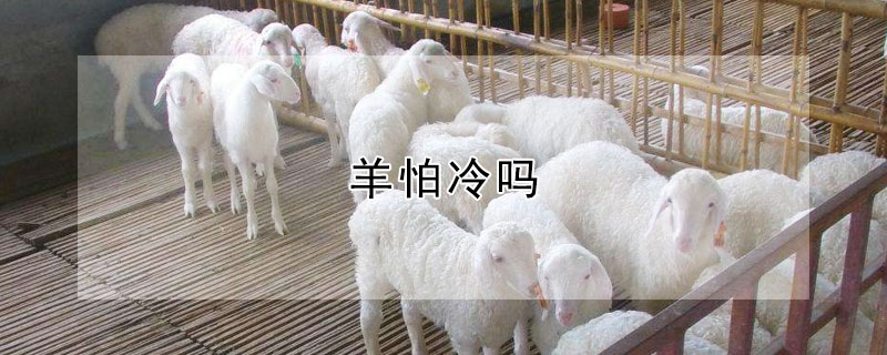 羊怕冷嗎