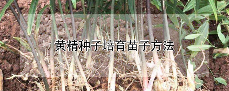 黃精種子培育苗子方法