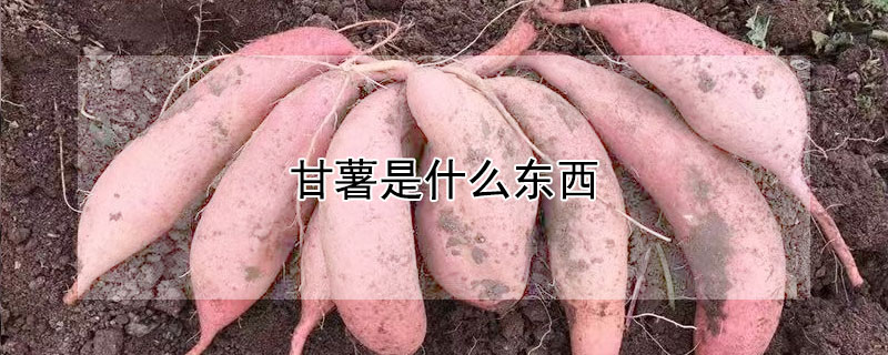 甘薯是什么東西