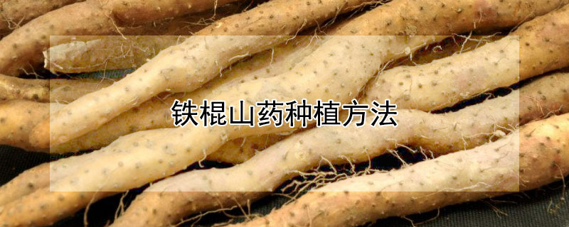 鐵棍山藥種植方法