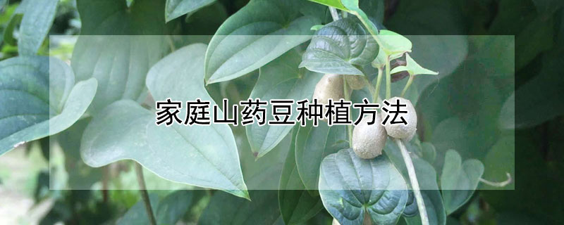 家庭山藥豆種植方法