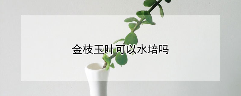 金枝玉葉可以水培嗎