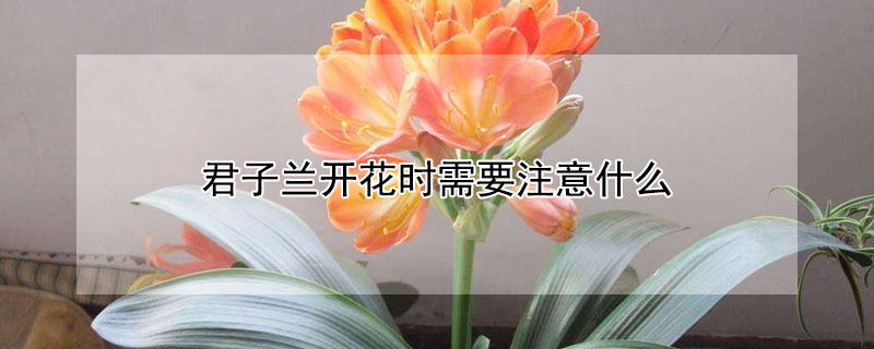 君子蘭開花時需要注意什么