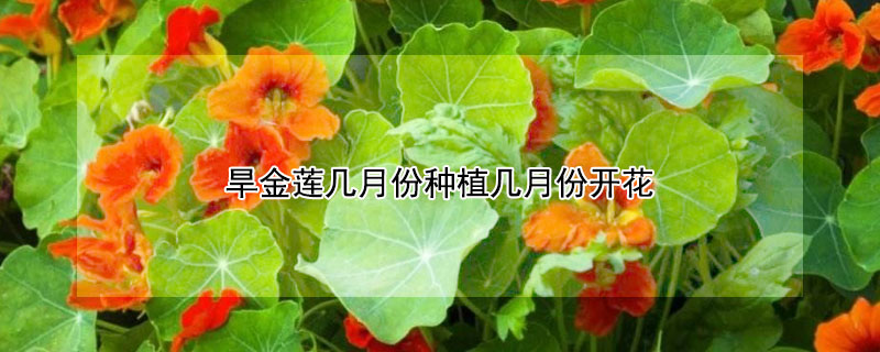 旱金蓮幾月份種植幾月份開花