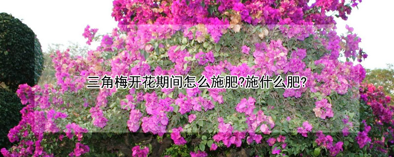 三角梅開花期間怎么施肥?施什么肥?