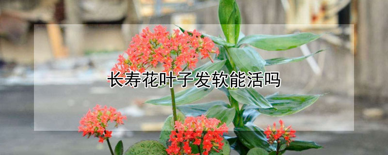 長(zhǎng)壽花葉子發(fā)軟能活嗎