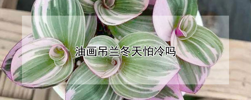 油畫吊蘭冬天怕冷嗎