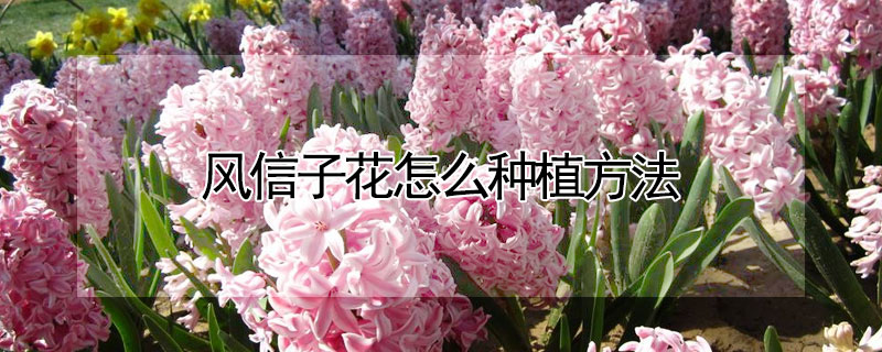 風信子花怎么種植方法