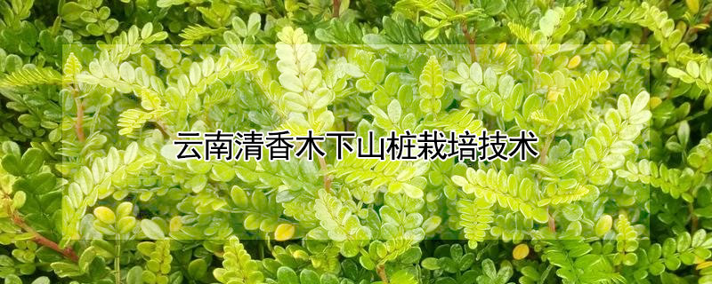 云南清香木下山樁栽培技術