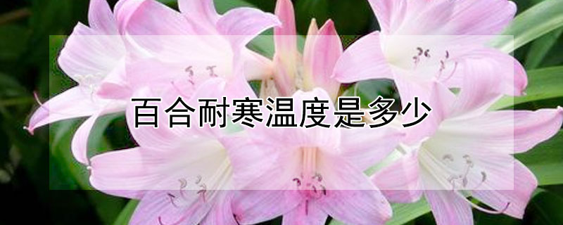 百合耐寒溫度是多少