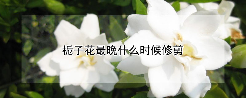 梔子花最晚什么時候修剪