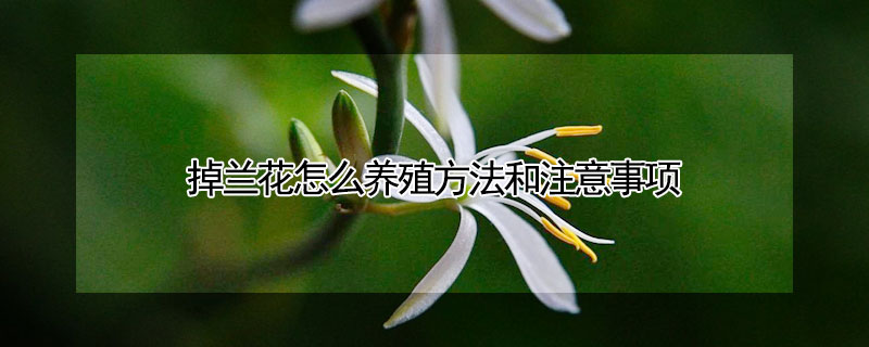 掉蘭花怎么養(yǎng)殖方法和注意事項