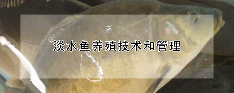 淡水魚養(yǎng)殖技術(shù)和管理