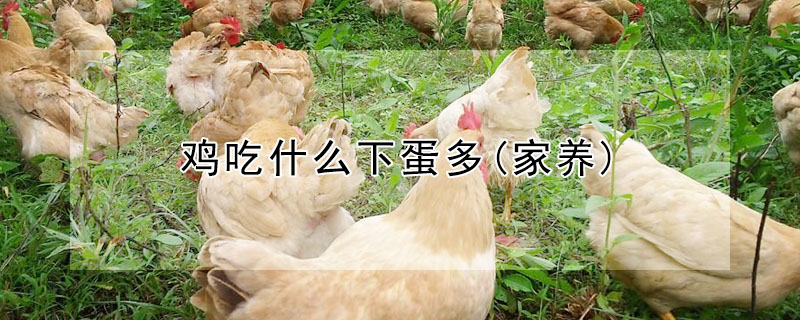 雞吃什么下蛋多(家養(yǎng))