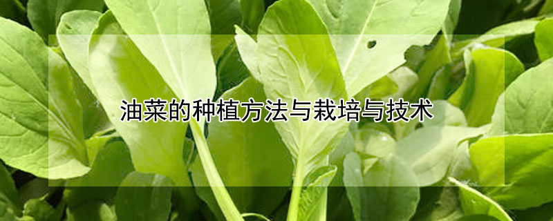 油菜的種植方法與栽培與技術(shù)