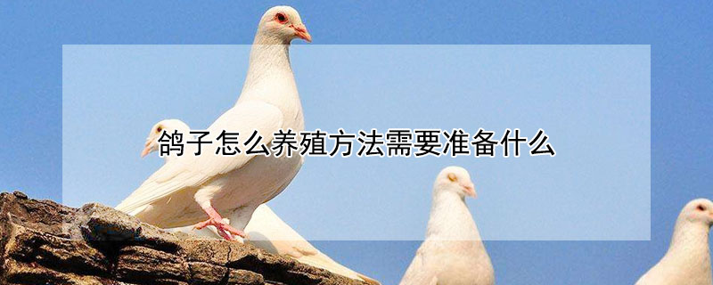 鴿子怎么養(yǎng)殖方法需要準(zhǔn)備什么