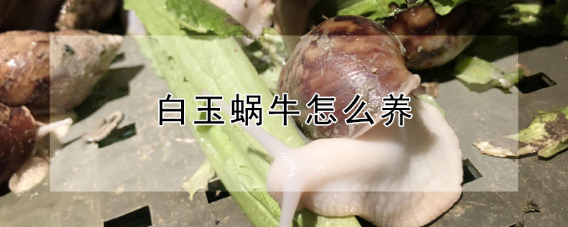 白玉蝸牛怎么養(yǎng)