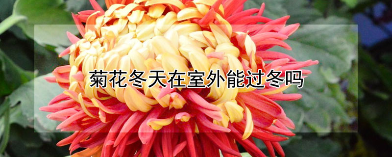 菊花冬天在室外能過冬嗎