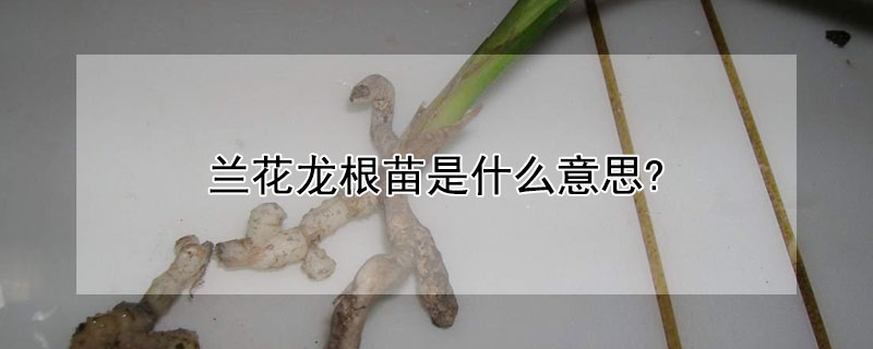 蘭花龍根苗是什么意思?