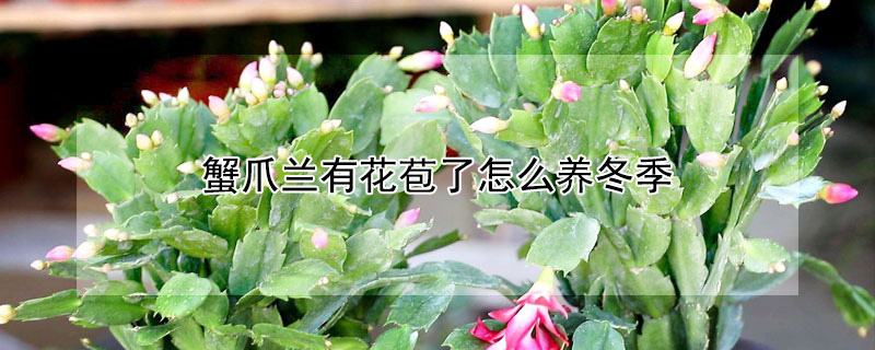 蟹爪蘭有花苞了怎么養(yǎng)冬季