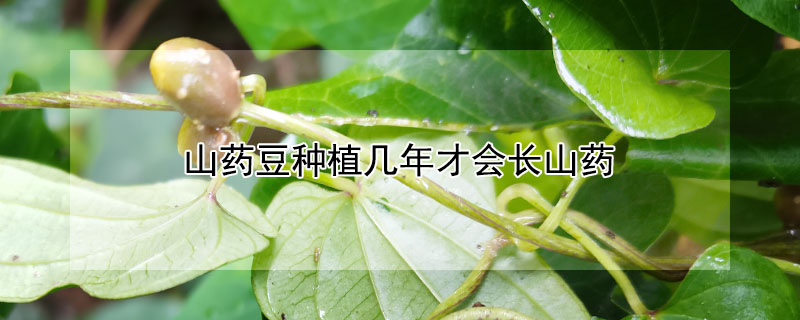 山藥豆種植幾年才會長山藥