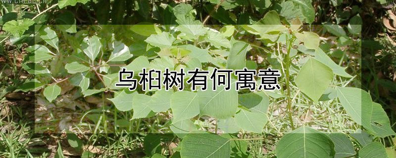 烏桕樹有何寓意