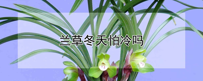 蘭草冬天怕冷嗎