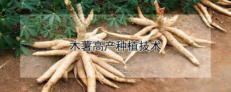 木薯高產(chǎn)種植技術(shù)